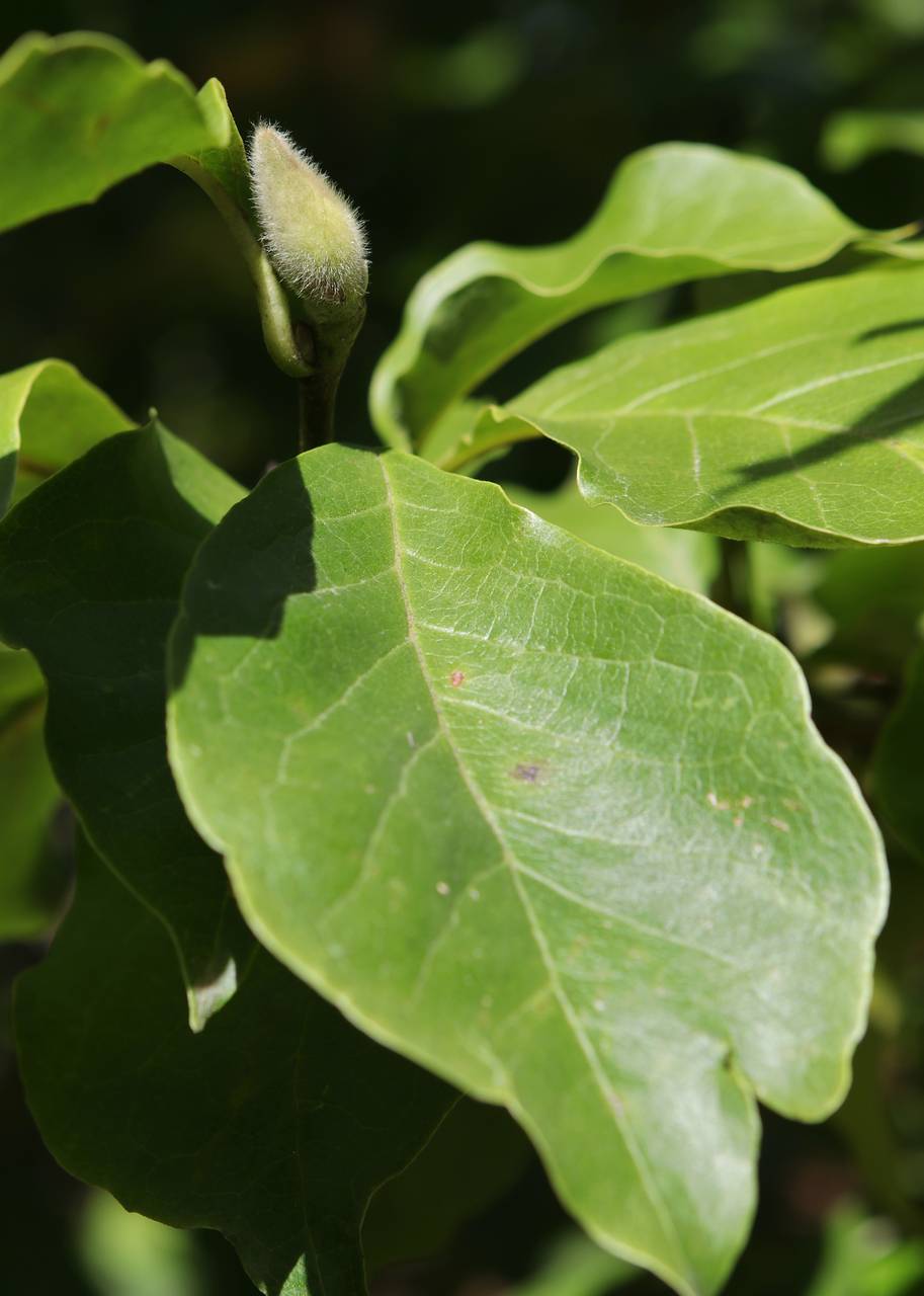 Photo of Saucer Magnolia